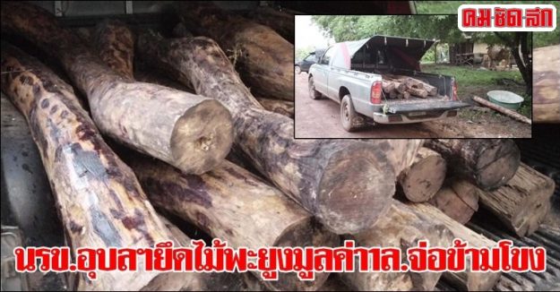 นรข.อุบลฯยึดไม้พะยูงมูลค่า1ล.จ่อข้ามโขง