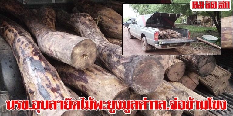 นรข.อุบลฯยึดไม้พะยูงมูลค่า1ล.จ่อข้ามโขง