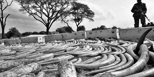 'ช้างแอฟริกา'ถูกฆ่า2หมื่น ตัดงาส่งขายตลาดเอเชีย