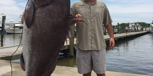 ปลาเก๋ายักษ์