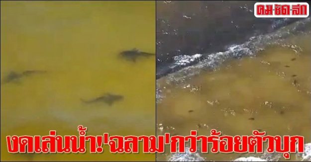 งดเล่นน้ำ!'ฉลาม'กว่าร้อยตัวบุก