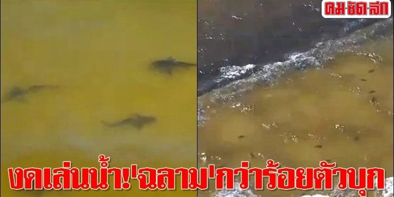 งดเล่นน้ำ!'ฉลาม'กว่าร้อยตัวบุก