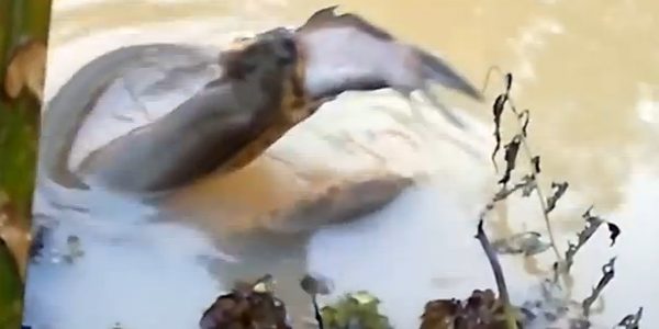 คลิปตกปลาแต่ได้ของแถม