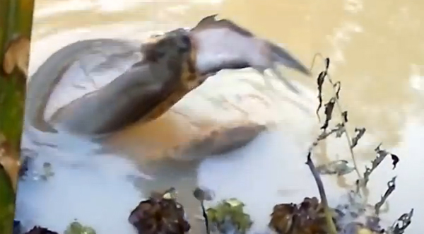 คลิปตกปลาแต่ได้ของแถม