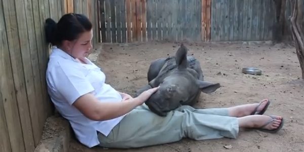 เผยคลิปลูกแรดวัย 4 เดือน ในแอฟริกาใต้ ซบตักผู้ดูแลอย่างอบอุ่น หลังแม่ถูกฆ่าเอานอ เผยคลิปลูกแรดวัย 4 เดือน ในแอฟริกาใต้ ซบตักผู้ดูแลอย่างอบอุ่น หลังแม่ถูกฆ่าเอานอ