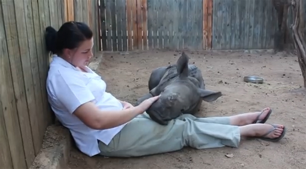 เผยคลิปลูกแรดวัย 4 เดือน ในแอฟริกาใต้ ซบตักผู้ดูแลอย่างอบอุ่น หลังแม่ถูกฆ่าเอานอ