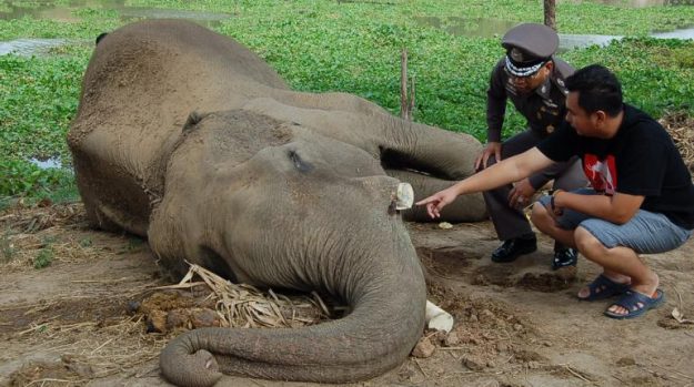 ไทยแย่แก้ปัญหาค้างาช้าง! เสี่ยงโดน‘ไซเตส’ลงดาบ