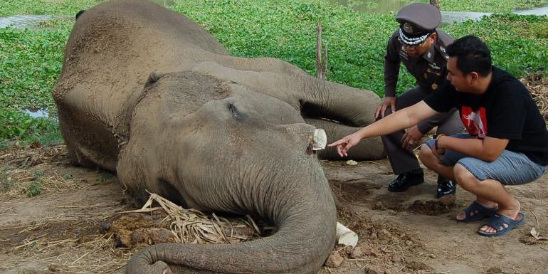 ไทยแย่แก้ปัญหาค้างาช้าง! เสี่ยงโดน‘ไซเตส’ลงดาบ