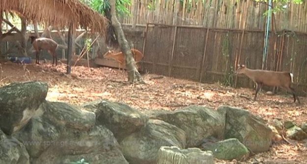 คสช. ใจดี เปิดให้ประชาชนเข้าชมสวนสัตว์ฟรี 11 ก.ค.