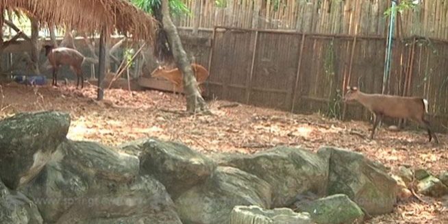 คสช. ใจดี เปิดให้ประชาชนเข้าชมสวนสัตว์ฟรี 11 ก.ค.