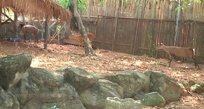 คสช. ใจดี เปิดให้ประชาชนเข้าชมสวนสัตว์ฟรี 11 ก.ค.