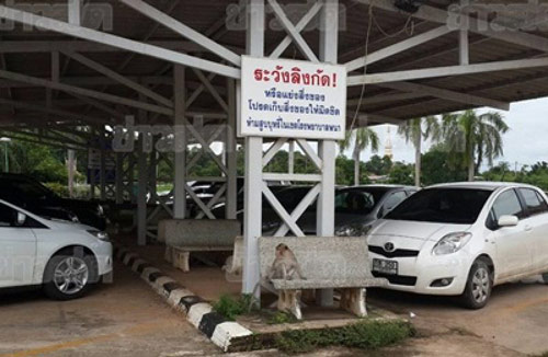 ลิงแสมหลายพันตัว ขาดอาหารในป่า รุกคืบขออาหารใน รพ.