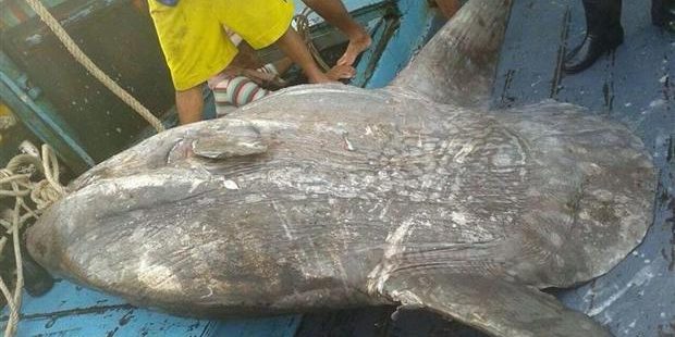 พบปลาน้ำลึกหายากลอยติดอวนในอ่าวไทย