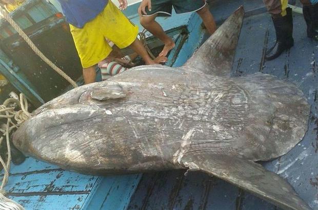 พบปลาน้ำลึกหายากลอยติดอวนในอ่าวไทย