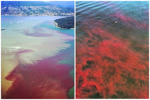 เผยภาพแม่น้ำในแคนาดาเปลี่ยนเป็นสีเลือด