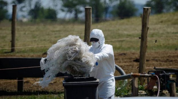 ฮังการีตื่นเชื้อร้าย "แอนแทร็กซ์"