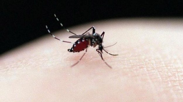 น่ากลัว! โรคไข้เลือดออกระบาดหนักในมาเลย์ เพิ่มขึ้น 246%