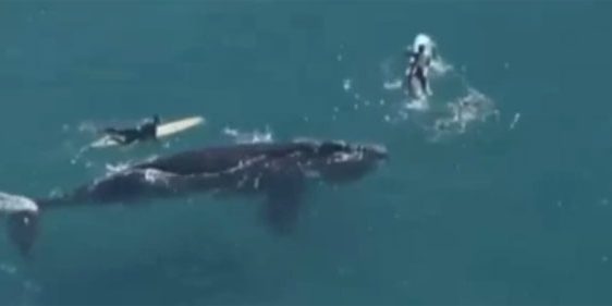 คลิประทึก กลุ่มนักเซิร์ฟใจกล้าว่ายน้ำเข้าใกล้วาฬยักษ์คลิประทึก กลุ่มนักเซิร์ฟใจกล้าว่ายน้ำเข้าใกล้วาฬยักษ์