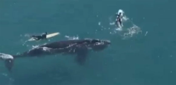 คลิประทึก กลุ่มนักเซิร์ฟใจกล้าว่ายน้ำเข้าใกล้วาฬยักษ์คลิประทึก กลุ่มนักเซิร์ฟใจกล้าว่ายน้ำเข้าใกล้วาฬยักษ์