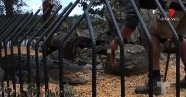 ช็อก ให้อาหารพลาด โดนลากไปกิน