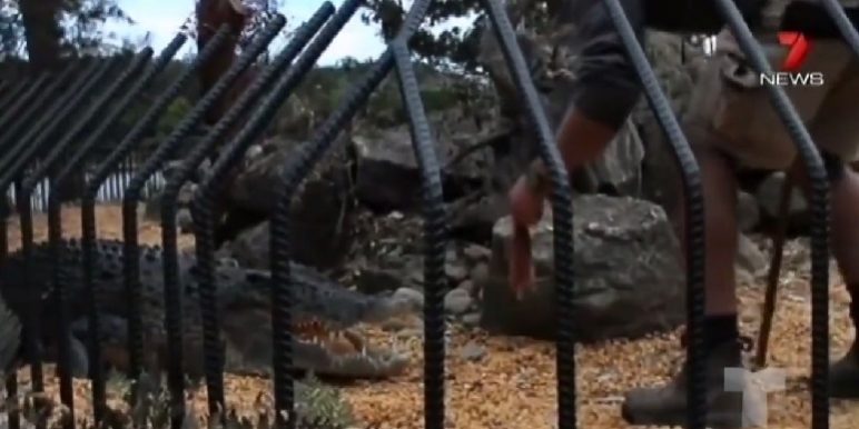 ช็อก ให้อาหารพลาด โดนลากไปกิน