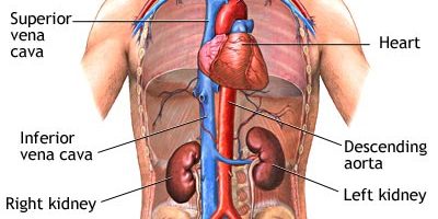แพทยสภาสั่งสอบข่าวฉาวเขมรขายไตรพ.ใหญ่โต้ไม่มีมูล