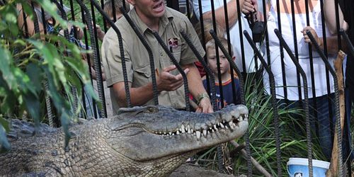 ผู้ชมช็อก จระเข้น้ำเค็มงับมือพี่เลี้ยง-ลากลงน้ำระหว่างให้อาหาร