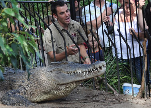 ผู้ชมช็อก จระเข้น้ำเค็มงับมือพี่เลี้ยง-ลากลงน้ำระหว่างให้อาหาร