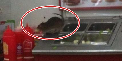 หนูยักษ์บนชั้นวางผัก หนูยักษ์บนชั้นวางผัก