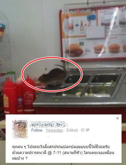 หนูยักษ์บนชั้นวางผัก