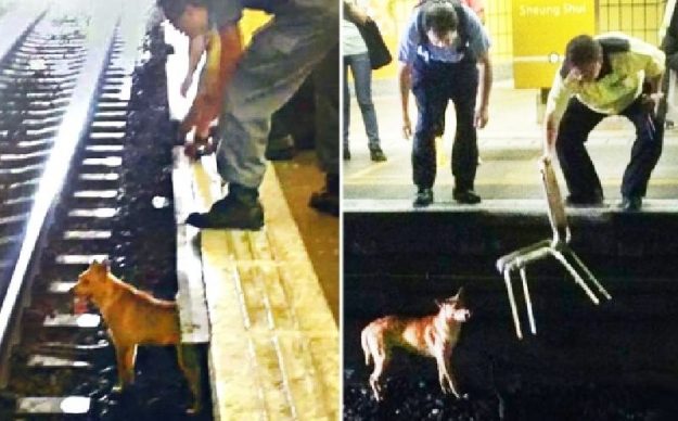 ชาวฮ่องกงหลายหมื่นลงชื่อจวกจนท. ปล่อยรถไฟทับหมาตาย