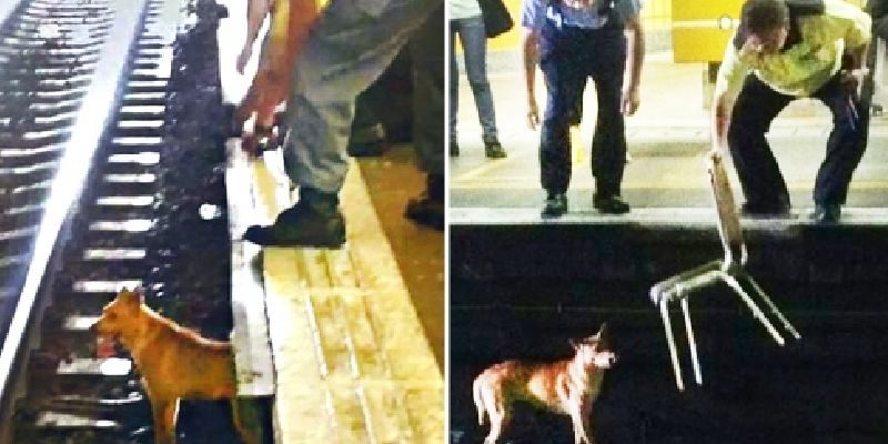 ชาวฮ่องกงหลายหมื่นลงชื่อจวกจนท. ปล่อยรถไฟทับหมาตาย