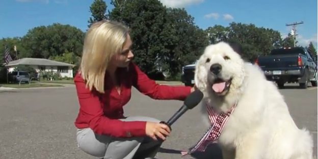 สุนัขได้เป็นนายกเทศมนตรี