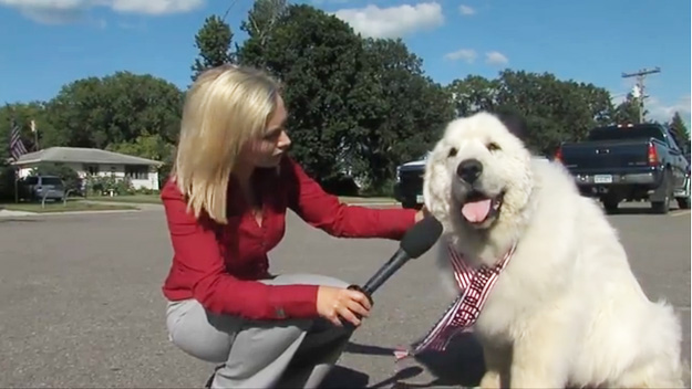 สุนัขได้เป็นนายกเทศมนตรี