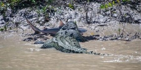 จระเข้ยักษ์งาบฉลาม