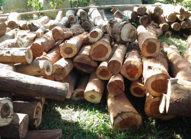 ชาวบ้านฮือต้านขนไม้พะยูง