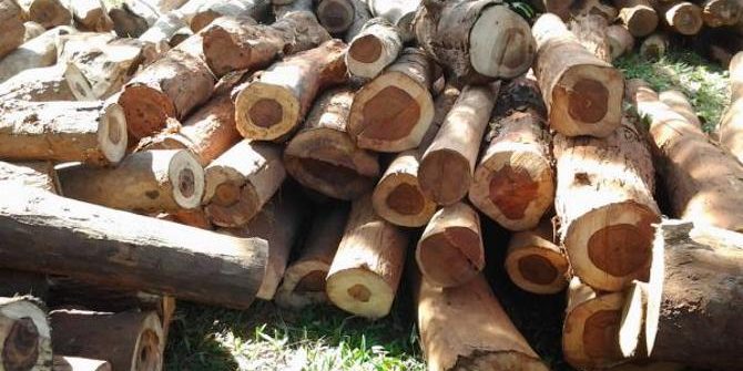 ชาวบ้านฮือต้านขนไม้พะยูง