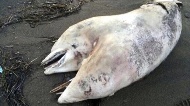 พบซากโลมา 2 หัว เกยหาดตุรกี