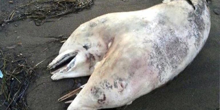 พบซากโลมา 2 หัว เกยหาดตุรกี