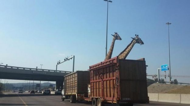 ชาวเน็ตทวีตสนั่นโลกออนไลน์! สงสาร ยีราฟ หัวชนสะพานดับอนาถ