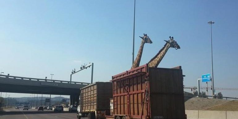 ชาวเน็ตทวีตสนั่นโลกออนไลน์! สงสาร ยีราฟ หัวชนสะพานดับอนาถ