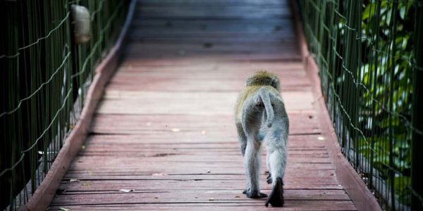 จีนทุ่ม 26 ล้านบาท สร้างสะพานแขวนข้ามเขื่อนให้ลิงเดิน