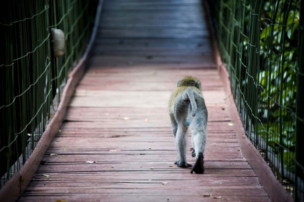 จีนทุ่ม 26 ล้านบาท สร้างสะพานแขวนข้ามเขื่อนให้ลิงเดิน