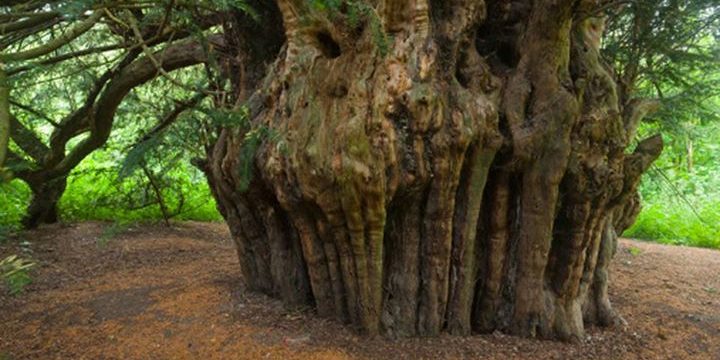 ต้นไม้แห่งปี