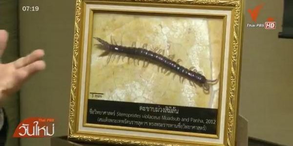 จุฬาฯ พบสัตว์ชนิดใหม่ของโลก ตะขาบม่วง-ปลิงควาย-ไส้เดือนยักษ์