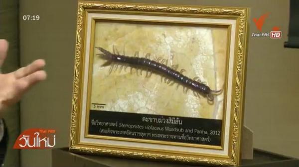 จุฬาฯ พบสัตว์ชนิดใหม่ของโลก ตะขาบม่วง-ปลิงควาย-ไส้เดือนยักษ์