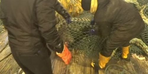 ชาวประมงกระเจิง ดักปลาแต่ได้สิงโตทะเลสุดดุ แผลงฤทธิ์วุ่น