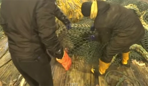 ชาวประมงกระเจิง ดักปลาแต่ได้สิงโตทะเลสุดดุ แผลงฤทธิ์วุ่น