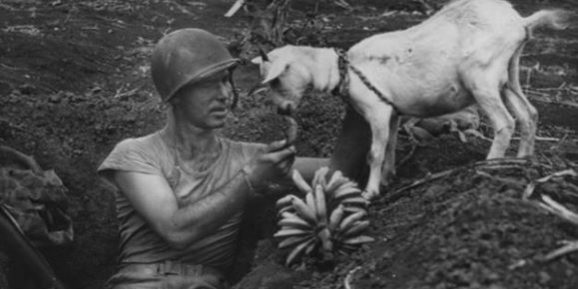 ให้อาหารแพะที่รอดชีวิต