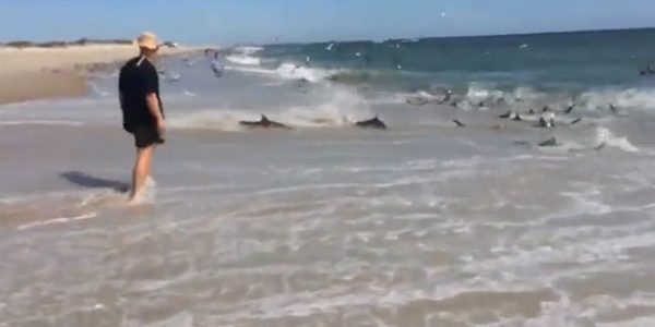 หาดูยาก ฝูงฉลามนับร้อยต้อนไล่ปลาเล็กกินถึงชายหาด หาดูยาก ฝูงฉลามนับร้อยต้อนไล่ปลาเล็กกินถึงชายหาด